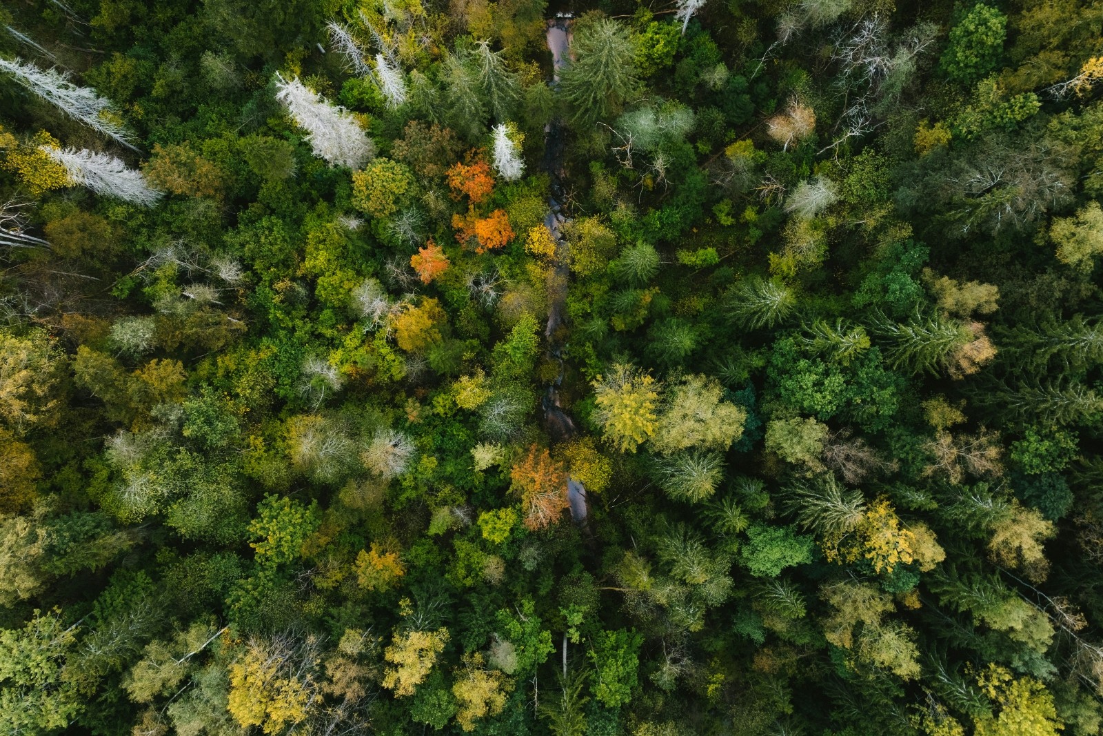 Nature