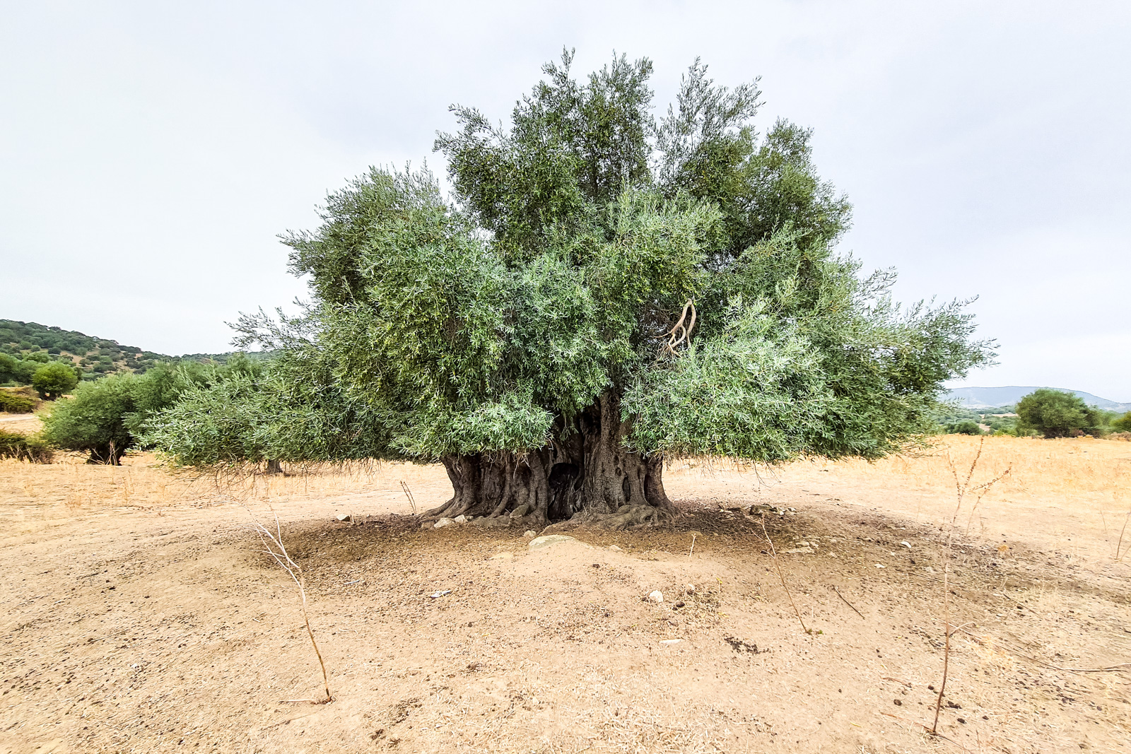 Olivo Millenario di Valeri